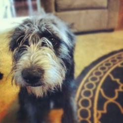 Dog Walking and Pet Sitting Company - Blue Chip Pet Care